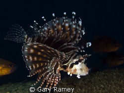This Juvenile Lionfish was stalking me..haha. Every time ... by Gary Ramey 